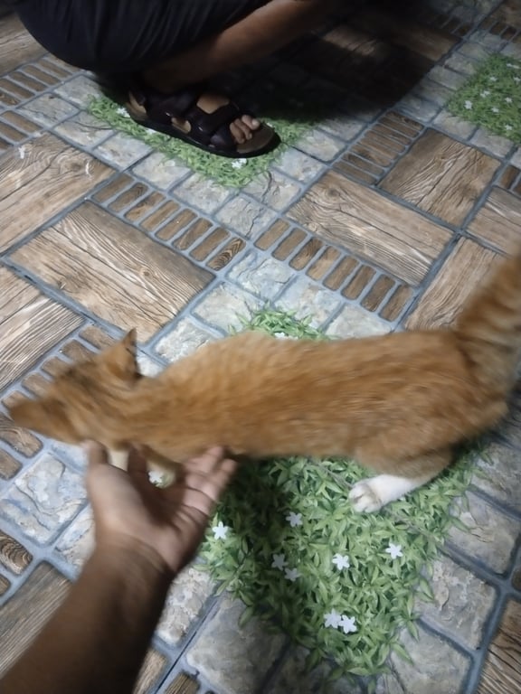 ตามหาเจ้าของแมว ส้มสลิด มีถุงเท้า 4ข้าง คอท้องขาว ไม่ได้ทำหมัน