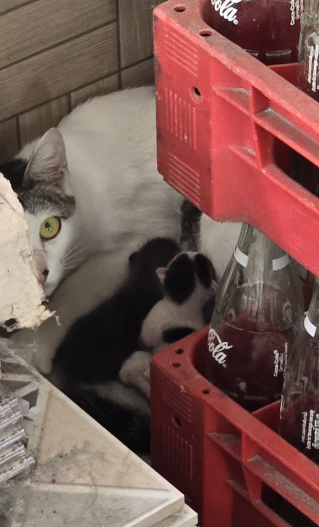 ตามหาเจ้าของแมว หาคนอุปการะลูกแมวค่าา รอให้น้องหย่านมแล้วมารับได้เลยค่ะ
หาบ้านที่มารับตัวน้องเองได้ค่ะ ติดต่อ 0923670701 ธาดาค่ะ