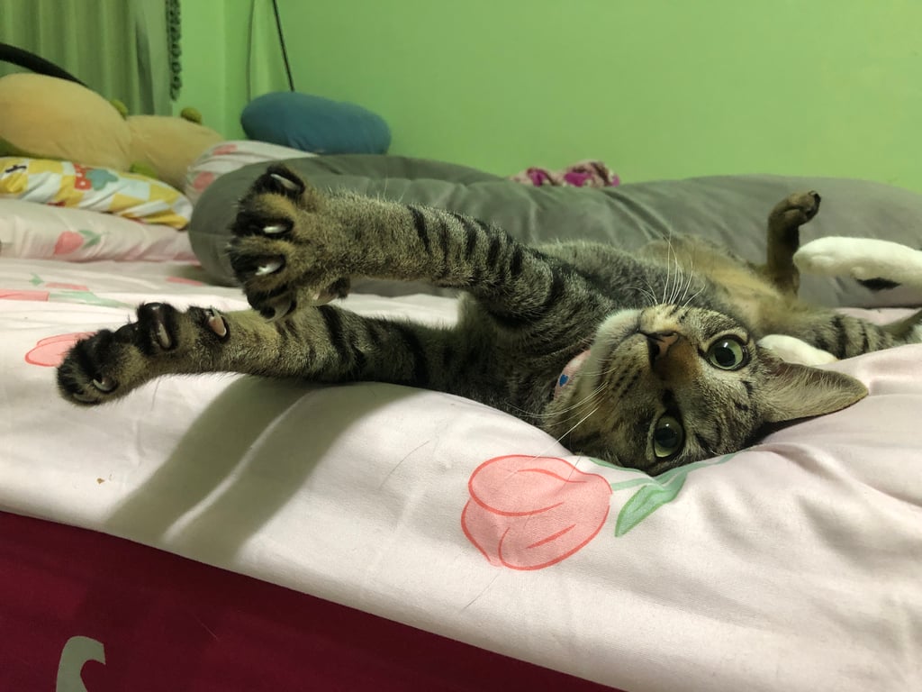 มีตัง