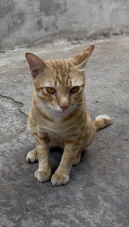 ตามหาเจ้าของแมว หางข้อสุดท้ายหัก