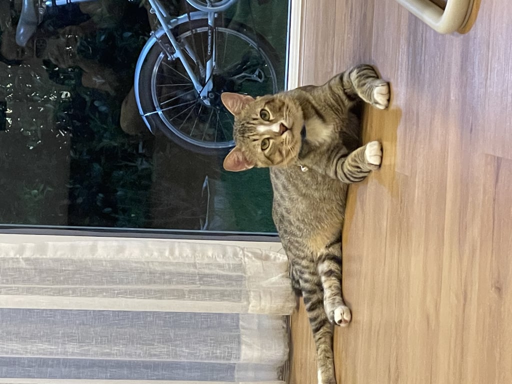 ตามหาเจ้าของแมว น้องออย (เสือ) แมวจรหมู่บ้าน
อายุประมาณ 5-6ปี
ทำหมันแล้ว ฉีดวัศซีนพิษสุนัขบ้า ไข้หัดหวัดแมว หยอดยาเห็บหมัดแล้ว
ใจดีกับคน ไม่ดุกับคน แต่ดุกับแมว
คุยเก่ง รักอิสระ