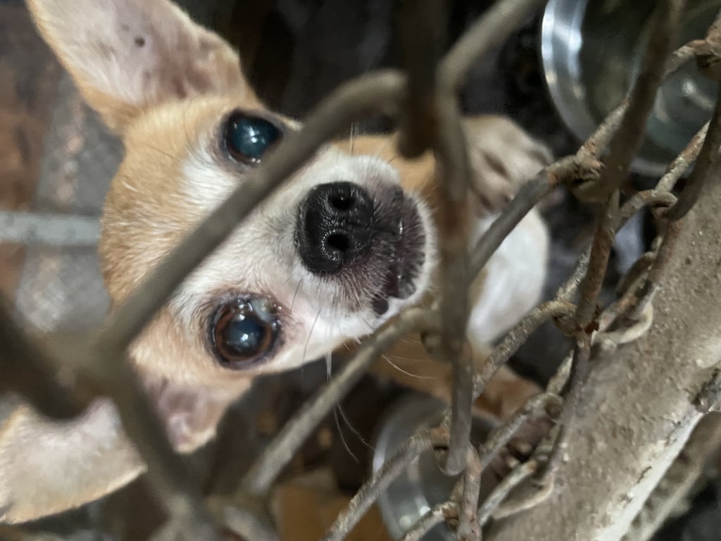 ตามหาเจ้าของหมา ชิวาว่าดูมีอายุ หน้าขาว ตัวสีน้ำตาล