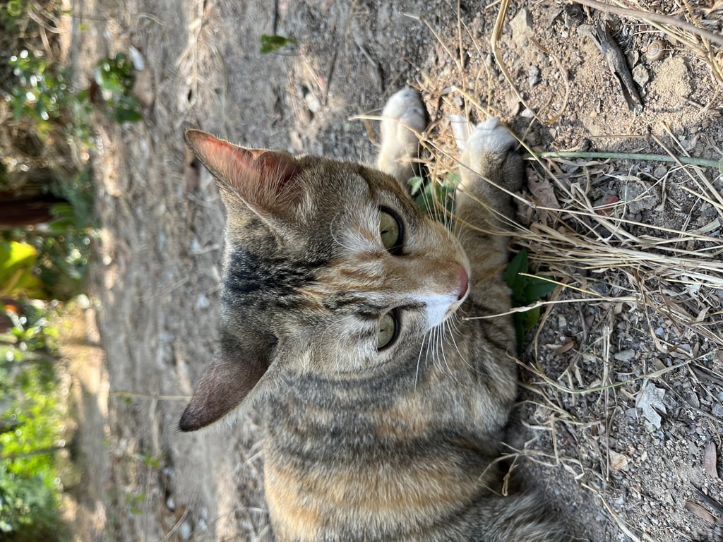 ตามหาเจ้าของแมว 