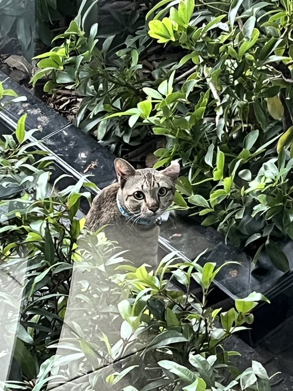 ตามหาเจ้าของแมว หูผิดรูปทรงข้างนึง