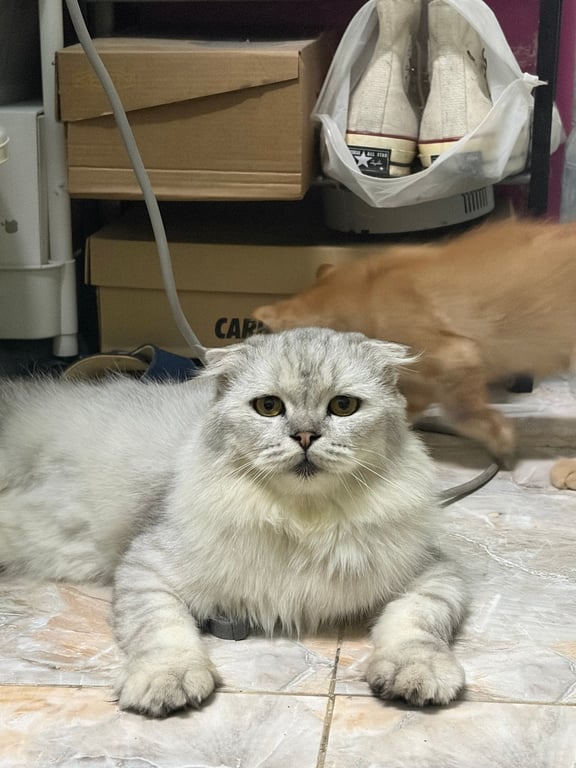 ซิมบล้า