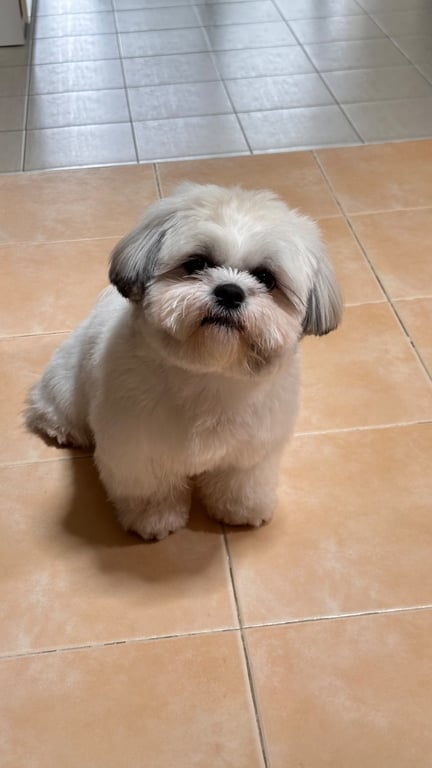 เนิฟ (Neuf)