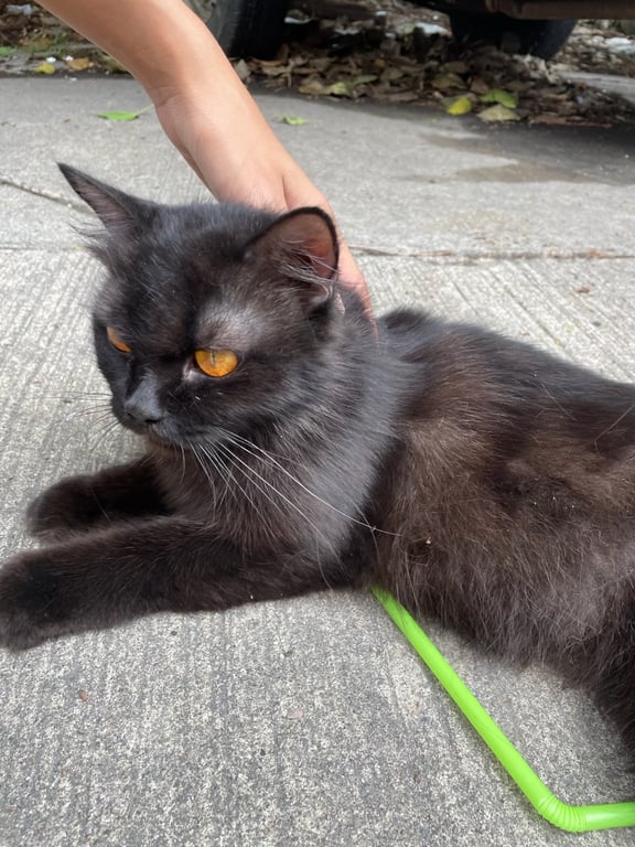 ตามหาเจ้าของแมว เพศเมีย หางตรงขนฟู นุ่ม ตาสีเหลือง อายุ6-7เดือน