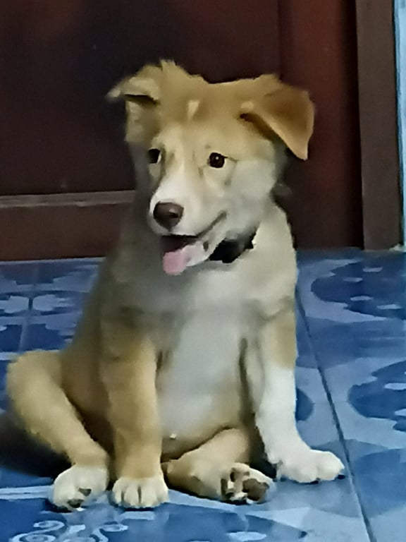 Dollly