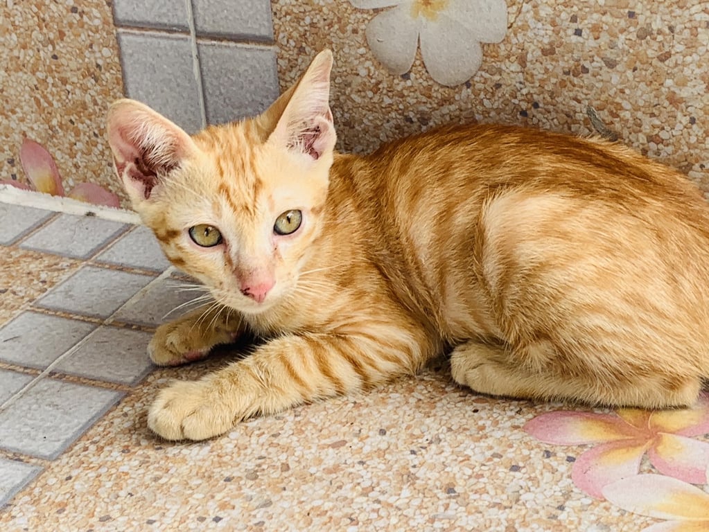 ตามหาเจ้าของแมว น้องขี้เล่น ร่าเริง เป็นมิตรค่ะ น้องยังไม่ได้ฉีดวัคซีนนะคะ ขอบ้านที่พร้อมดูแลน้องจริงๅนะคะ🥺