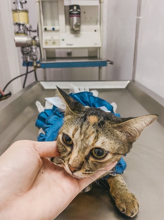 Aniworld phuket pet hospital โรงพยาบาลสัตว์แอนิเวิลด์ภูเก็ต