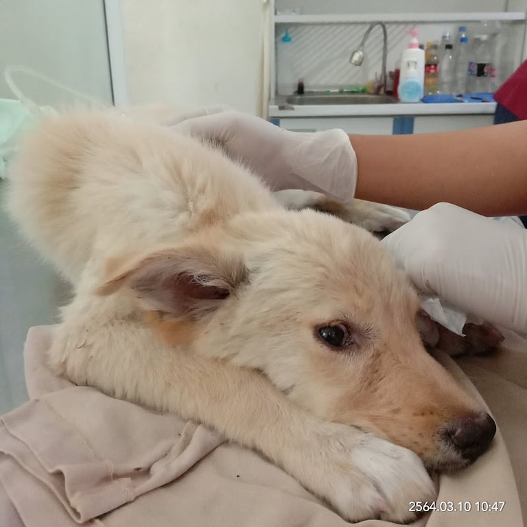 เกษมสุขสัตวแพทย์