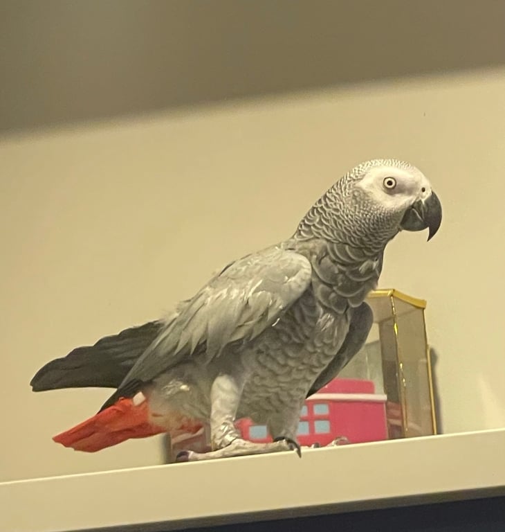 แต๊ะอั๋ง