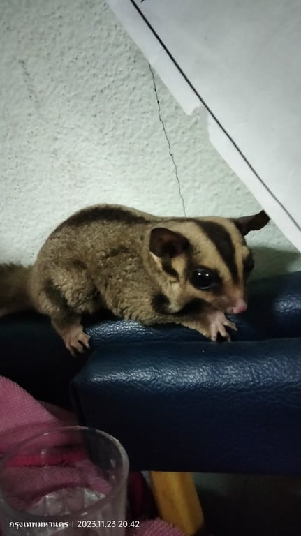 ตามหาเจ้าของชูการ์ไกรเดอร์ 