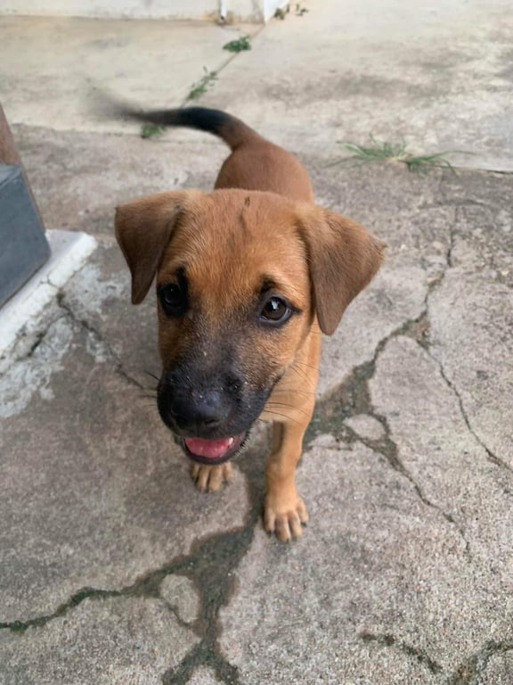 ตามหาเจ้าของหมา หมาจรคลอดลูก