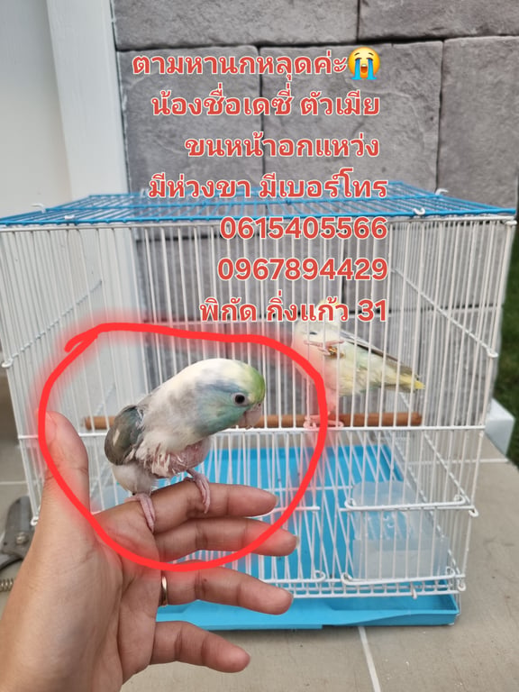 เดซี่