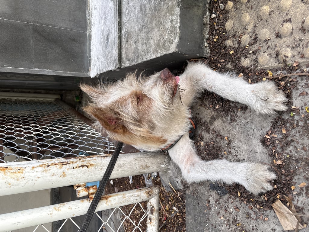 ตามหาเจ้าของหมา น้องดูสะอาดเหมือนมีเจ้าของตัวสีน้ำน้องดูสะอาดเหมือนมีเจ้าของตัวสีน้ำตาลขาวขนยาวตาสีน้ำตาลช่วงที่หายมาตอนแรกน้องดูตกใจแต่ตอนนี้น้องดูนิ่งเหมือนเหนื่อย และน้องมีเชือกจูงติดตัวมาด้วยค่ะ