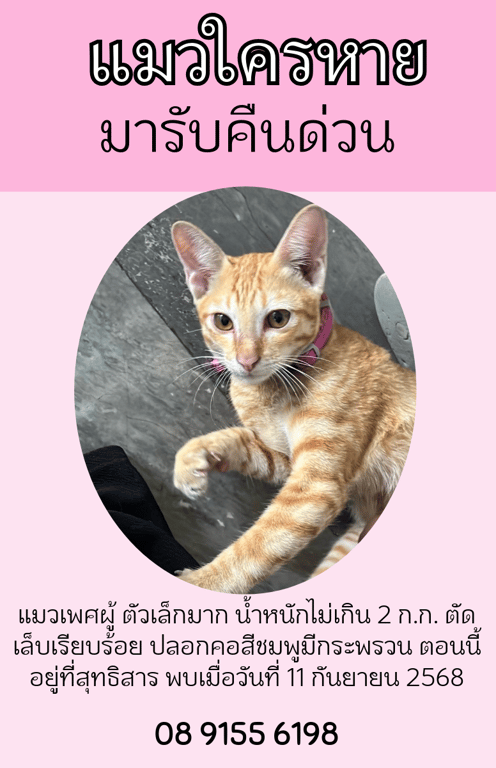 ตามหาเจ้าของแมว แมวส้มเพศผู้ตัวเล็กมากน้ำหนักน่าจะไม่เกิน 2 กิโลกรัม อายุน้อยน่าจะประมาณ 2-4 เดือนขี้เล่นขี้อ้อนมากตัดเล็บทั้งหมด มีปลอกคอสีชมพูติดกระดิ่ง
