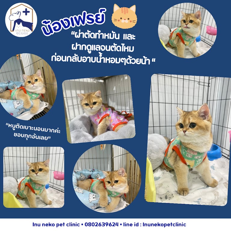 อินุ เนโกะ เพ็ท คลินิก