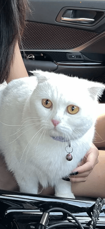 เบอลิน