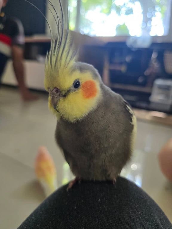 ตามหาเจ้าของนก 