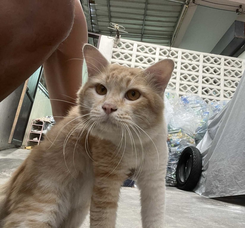 ตามหาเจ้าของแมว พบเจอน้องหลงมา บ้านเช่าที่ซอย อ่อนนุช