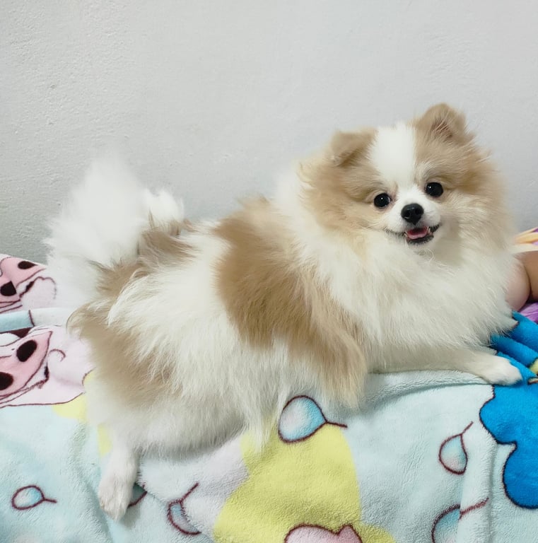 จิ๋วจิ๋ว
