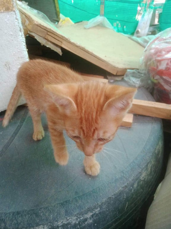 ตามหาเจ้าของแมว แม่แมวมาคลอดลูกไวั 7 ตัว ตอนนี้หาบ้านให้แล้ว 5 เหลือแมวส้ม 2 ตัวครับ