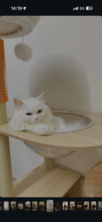 เป่าเปา