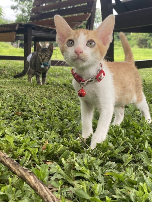 ทาโร่