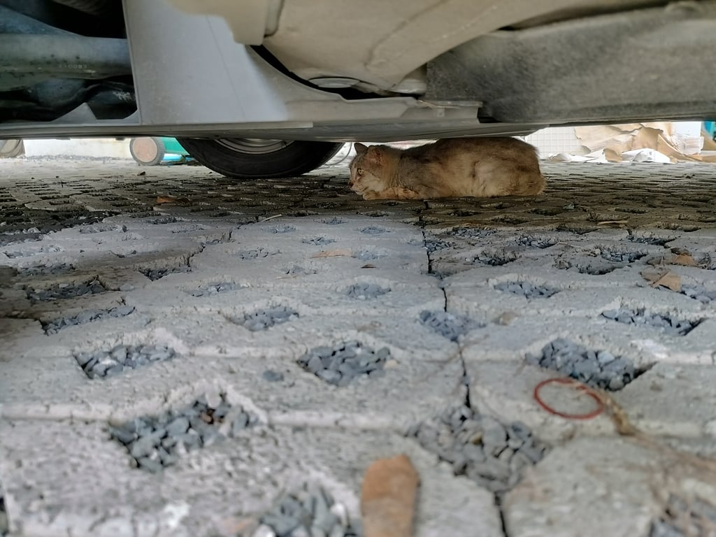 ตามหาเจ้าของแมว ขนเปรอะ ผอมเหมือนไม่ได้กินข้าวมาหลายวัน