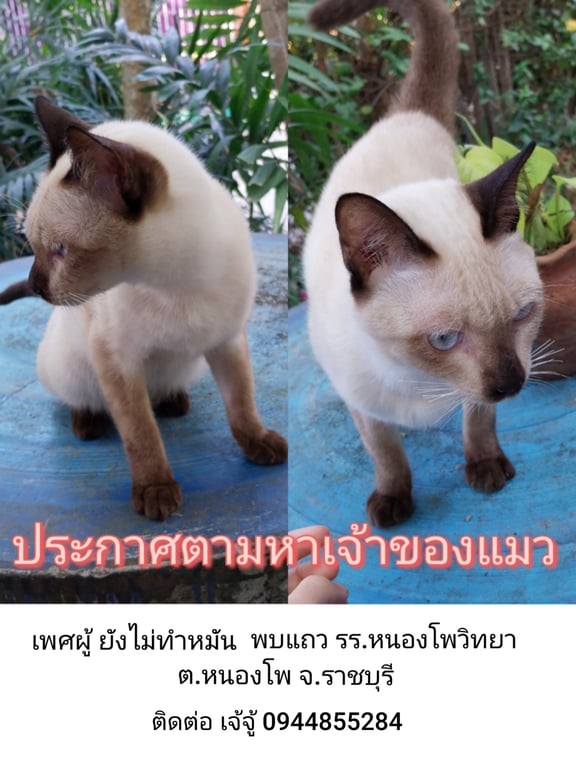 ตามหาเจ้าของแมว ยังไม่ทำหมัน