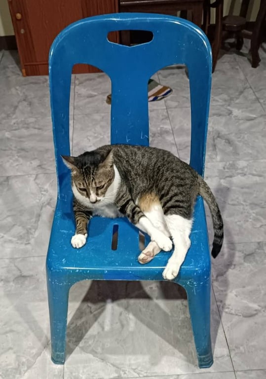 พิซซ่า