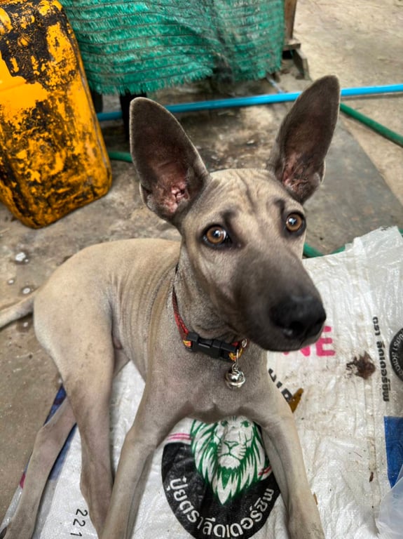 ตามหาเจ้าของหมา หมาพันธุ์ไทยขนสั้นหูตั้งหางชี้ อายุน่าจะ 4-6 เดือน มีปอกคอลายออกแดงๆ มีกระดิ่ง ไม่มีป้ายชื่อเบอร์โทรเจ้าของ
โดนรถชนขาหลังเจ็บ เข้าไปหลบอยู่ร้านก๊วยเตี๋ยวไก่ ใกล้สะพานลอยที่ข้ามไป โรงเรียนบางเสร่  ร้านอยู่ปากซอย ( จำชื่อไม่ได้ ) อยู่ระหว่างปั้มน้ำมัน ปตท ไฟแดงกับโรงเรียน ร้านอยู่ฝั่งตรงข้าม