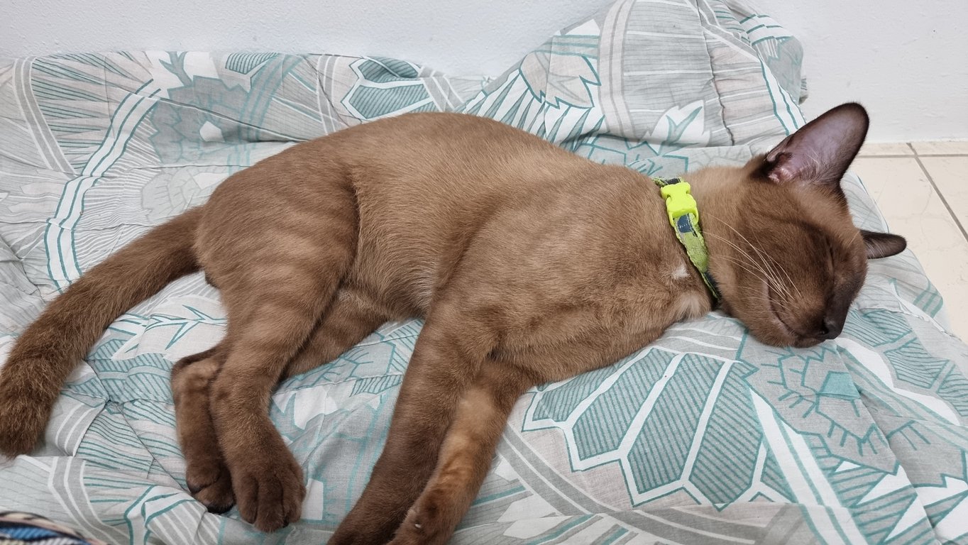 ตามหาเจ้าของแมว สีน้ำตาล ยังไม่ทำหมันไข่โต หางยาว มีแสมสีขาวหน้าอกและท้อง