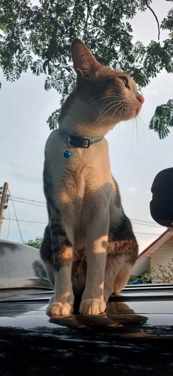 เสือ