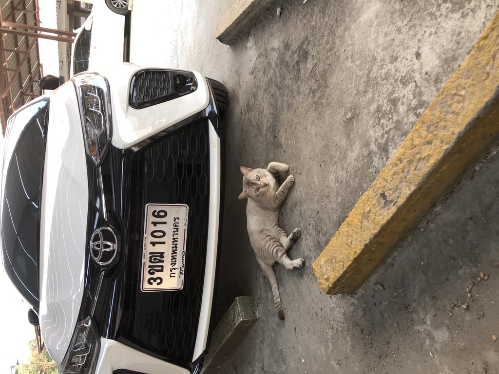 ตามหาเจ้าของแมว พบแมวเพศผู้ ตัวอ้วนน่ารัก หลงมาแถวโรงพักปากเกร็ด