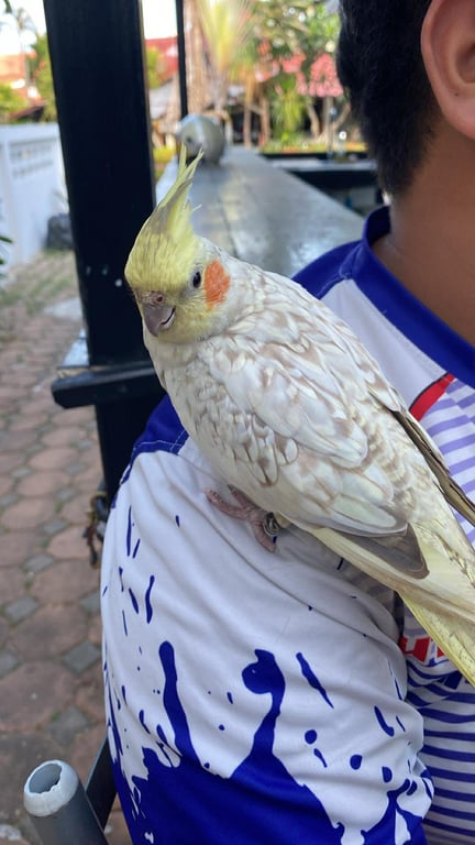 โคล่า
