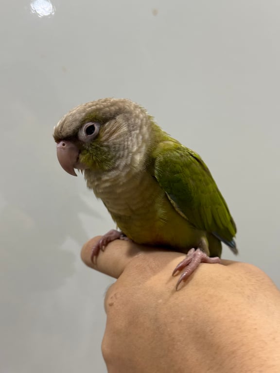 ตามหาเจ้าของนก บินมาเกาะลูกค้าที่ตลาดเจริญสุข จันทบุรี