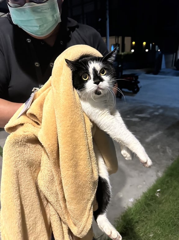 ตามหาเจ้าของแมว พระราม 5, บางศรีเมือง