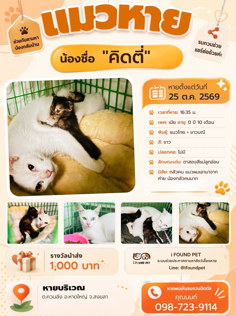 คิดตี่