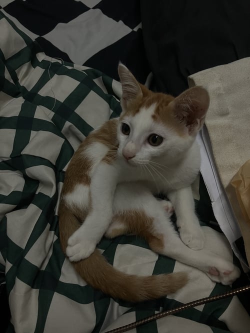 อาลัว