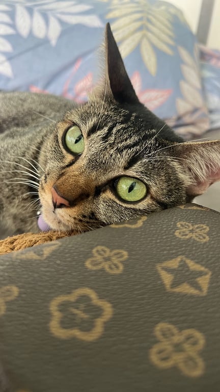 Mia มีอา