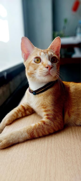 แซลม่อน