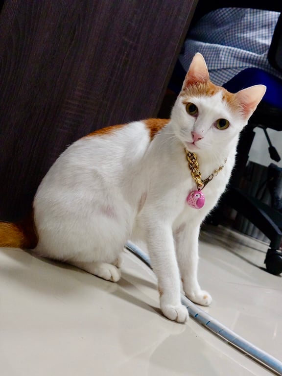 หนูดี