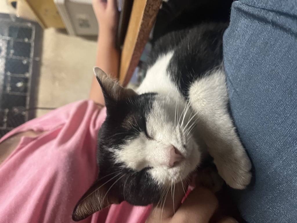 ตามหาเจ้าของแมว แมวเพศเมีย อายุไม่น่าเกิน1ปี ขี้อ้อนมาก ติดคนที่สุด กินอาหารเม็ดได้ ไม่มีประวัติฉีดวัคซีน