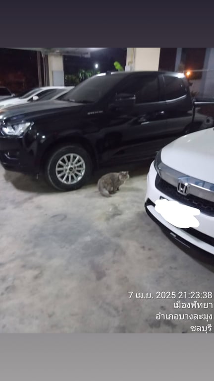 ตามหาเจ้าของแมว น้องไม่ค่อยกลัวคนเท่าไหร่ จับน้องได้ ขี้อ้อน