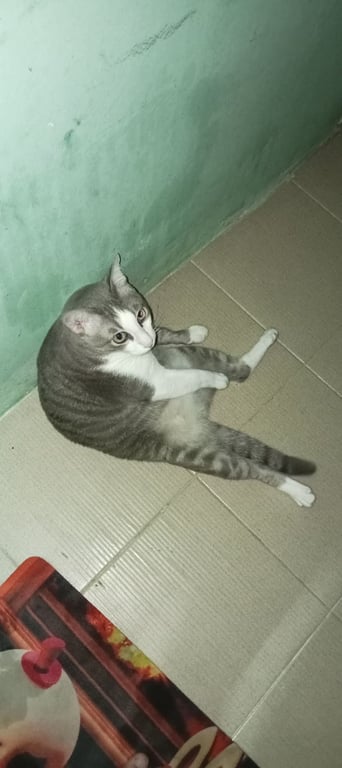 ไข่ตุ๋น
