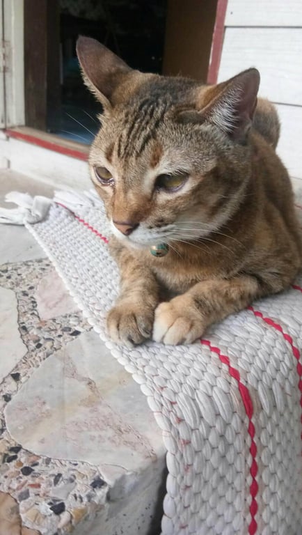 เบล