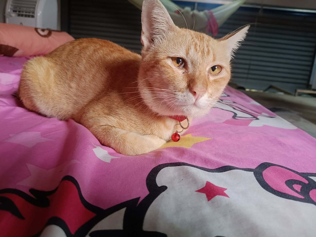 ชาบู