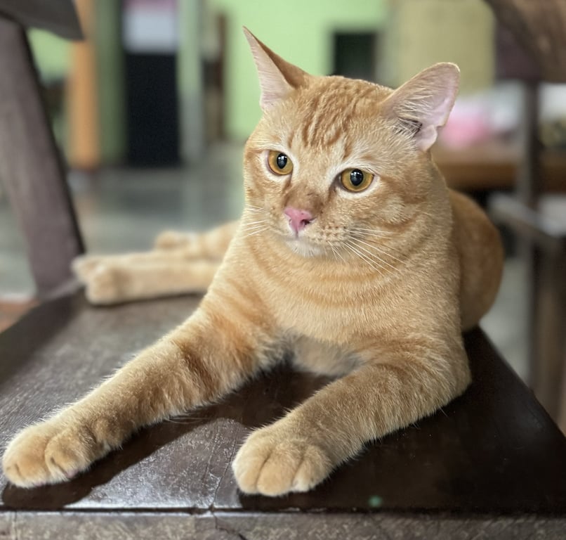 มันนี่